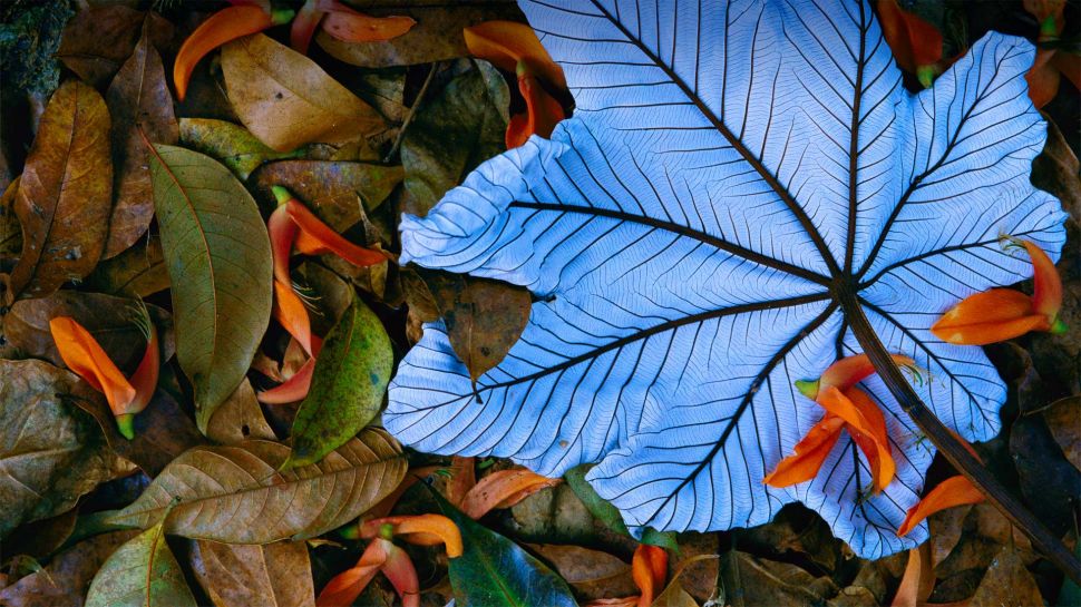 一片飘落在龙虾爪瓣上的号角树树叶，墨西哥 (© Gerry Ellis/Minden Pictures)