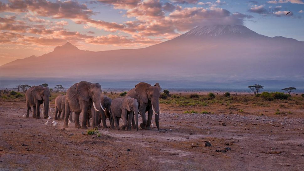 乞力马扎罗山附近的大象，安波塞利国家公园，肯尼亚 (© Diana Robinson Photography/Getty Images)