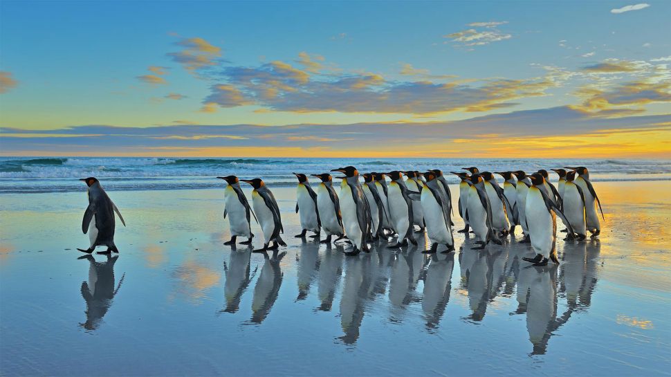 王企鹅，福克兰群岛 (© Elmar Weiss/Getty Images)
