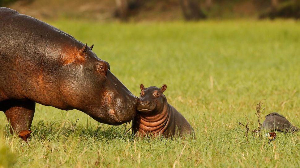 河马妈妈和宝宝，乔贝国家公园，博茨瓦纳 (© jacobeukman/Getty Images)