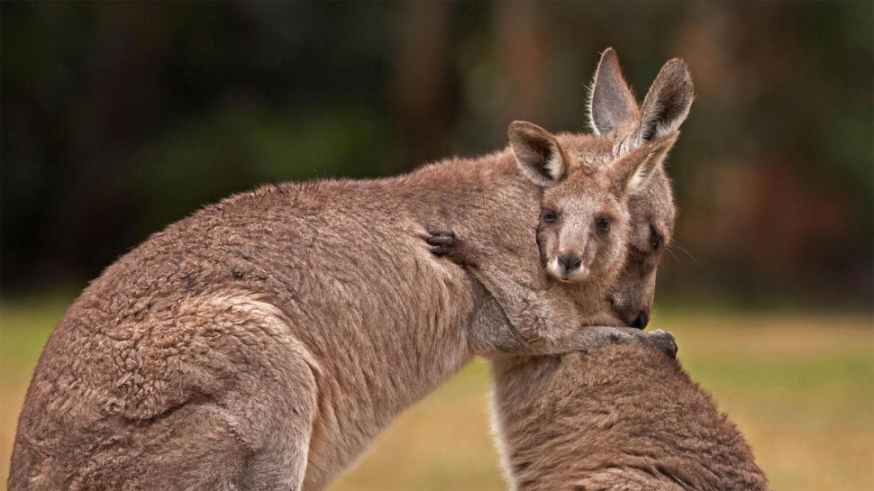袋鼠妈妈和宝宝 (© Belle Ciezak/Shutterstock)