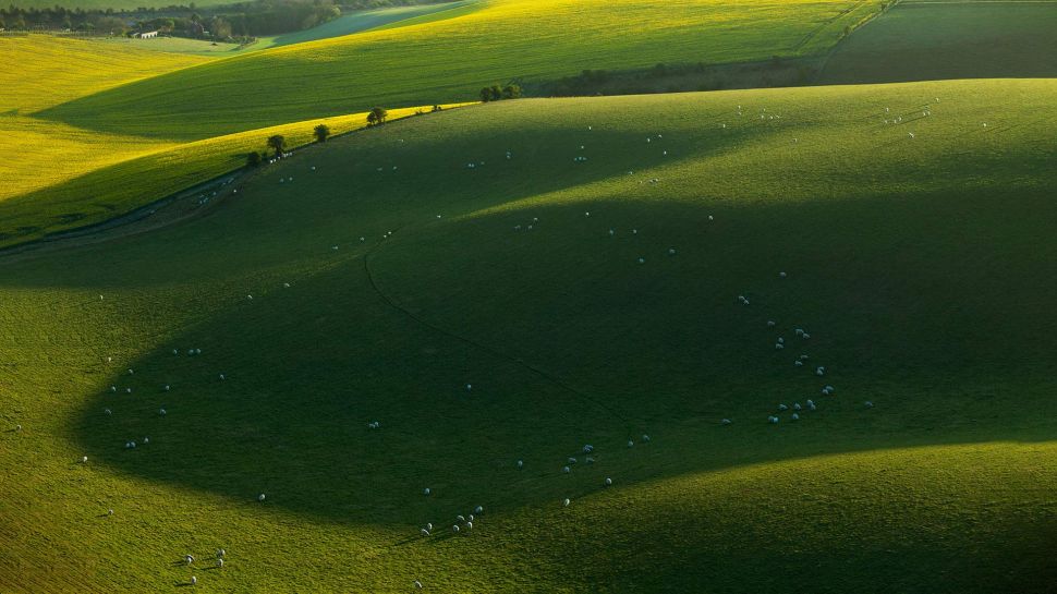 南唐斯国家公园的绵羊，东萨塞克斯郡，英国 (© Slawek Staszczuk/Alamy)