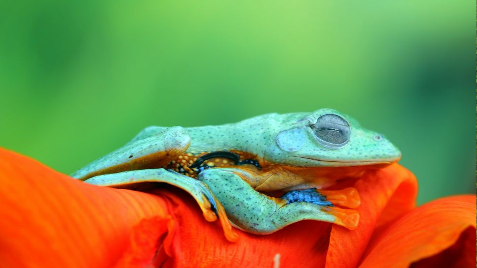 爪哇树蛙 (© kuritafsheen/Getty Images)