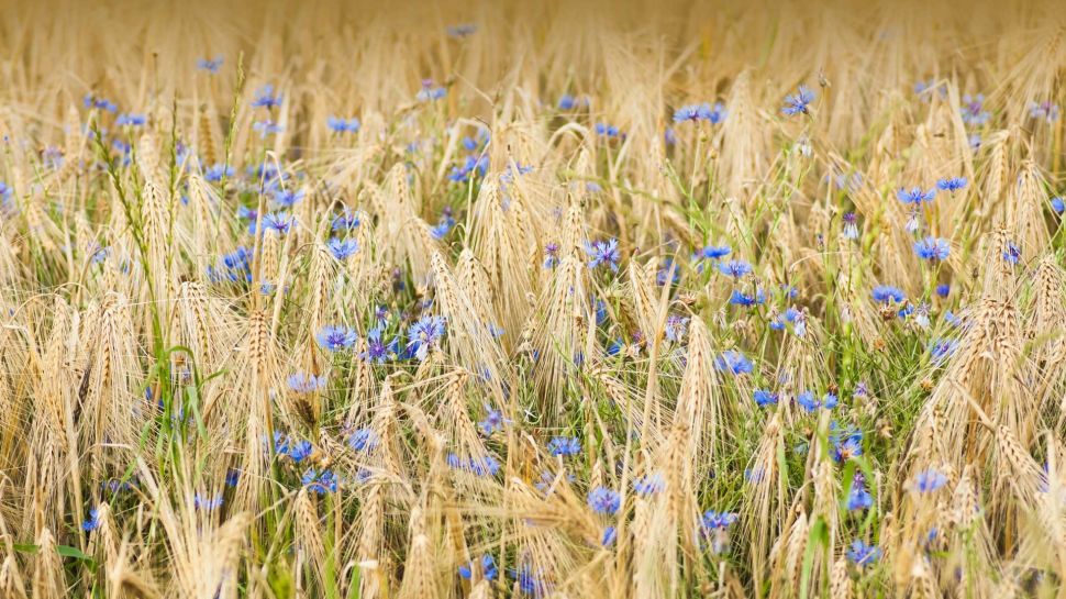 大麦和矢车菊, 诺德豪森, 德国 (© Mandy Tabatt/Getty Images)