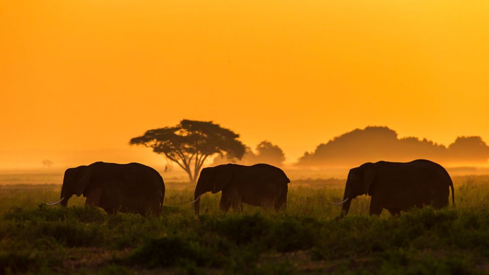大象家族，安波塞利国家公园，肯尼亚 (© Ibrahim Suha Derbent/Getty Images)