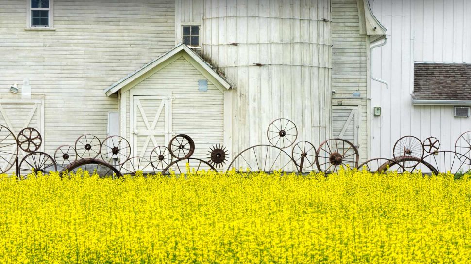 帕卢斯地区的老谷仓和油菜田，爱达荷州，美国 (© Terry Eggers/Getty Images)