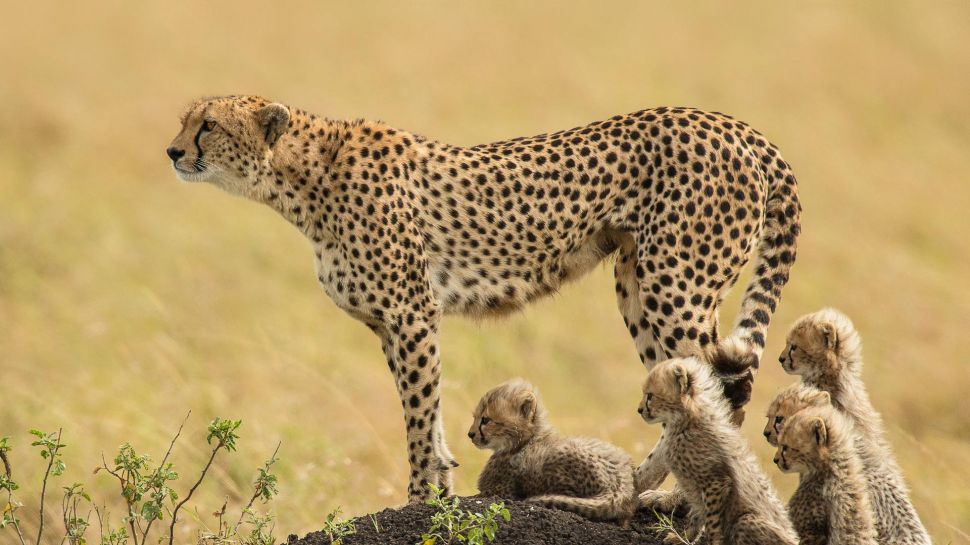 一只猎豹妈妈和她的幼崽，马赛马拉国家保护区，肯尼亚 (© Scott Davis/Tandem Stills + Motion)