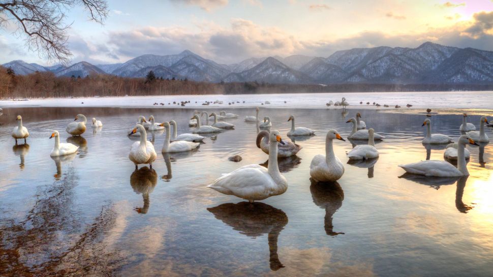 屈斜路湖的天鹅，日本 (© Darrell Gulin/DanitaDelimont.com)