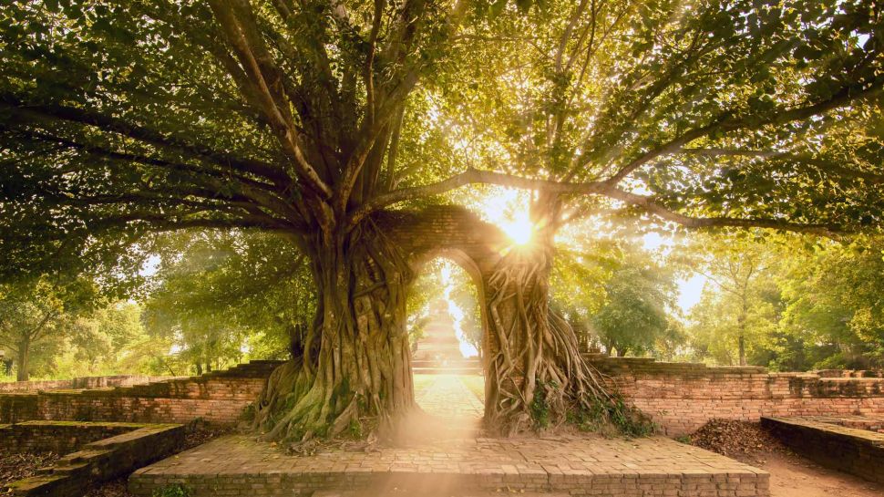 Wat Phra Ngam，大城府历史公园，泰国 (© boonchai wedmakawand/Alamy Stock Photo)