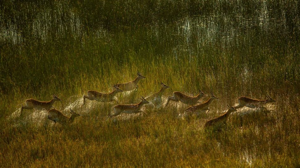红驴羚群穿越奥卡万戈三角洲的沼泽平原，博茨瓦纳 (© Ibrahim Suha Derbent/Getty Images)
