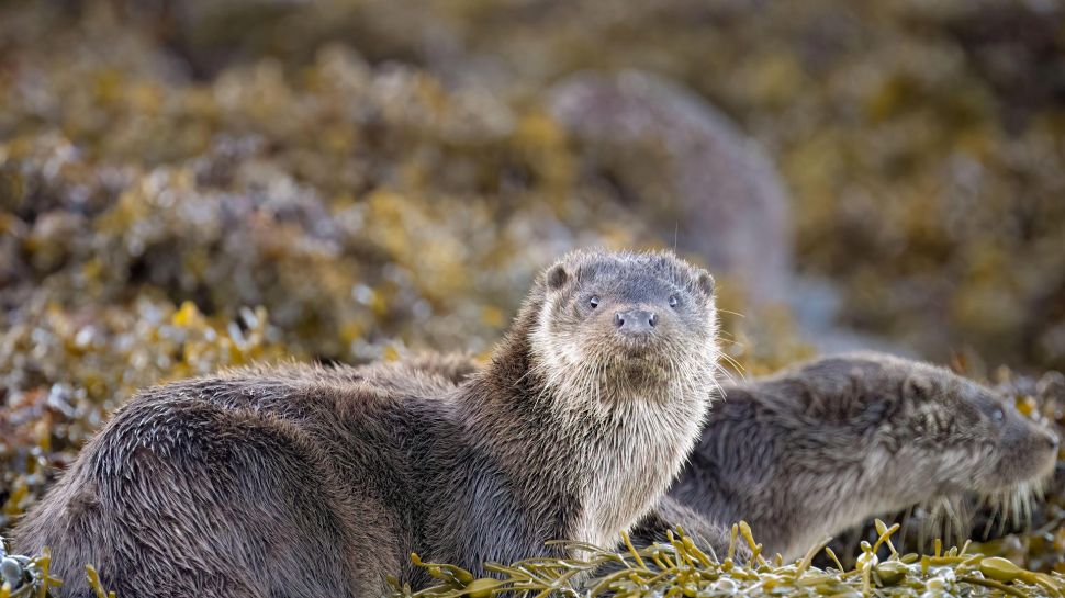 青春期的欧洲水獭，斯佩尔维湖，苏格兰姆尔斯岛 (© Neil Henderson/Alamy Stock Photo)