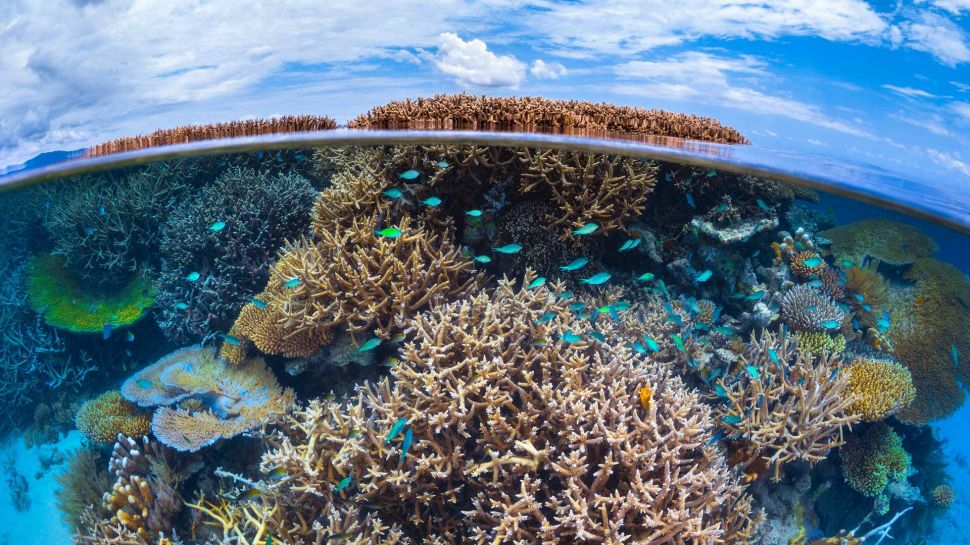 Coral reef in the Indian Ocean, Mayotte, France (© Gabriel Barathieu/Minden Pictures)