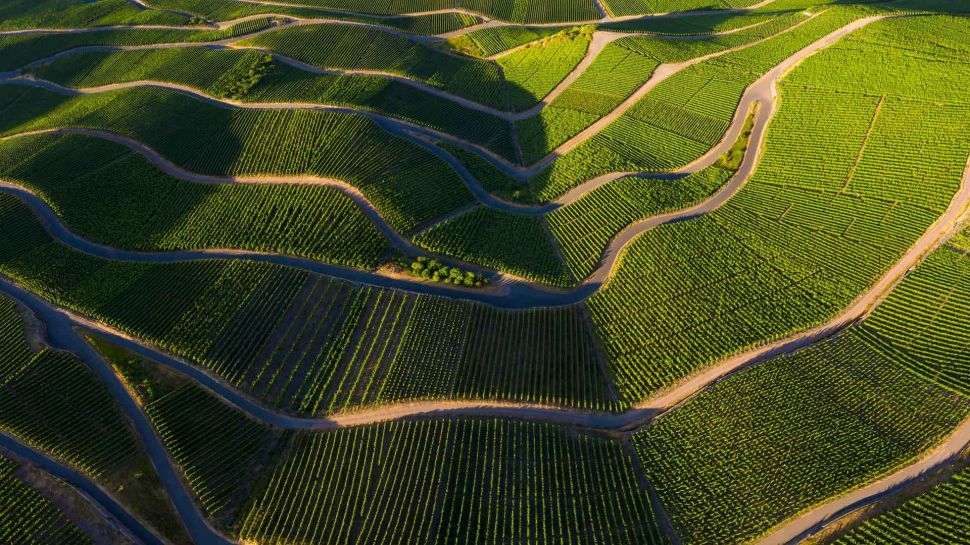 摩泽尔河谷的葡萄园，莱茵兰-法尔茨，德国 (© Jorg Greuel/Getty Images)