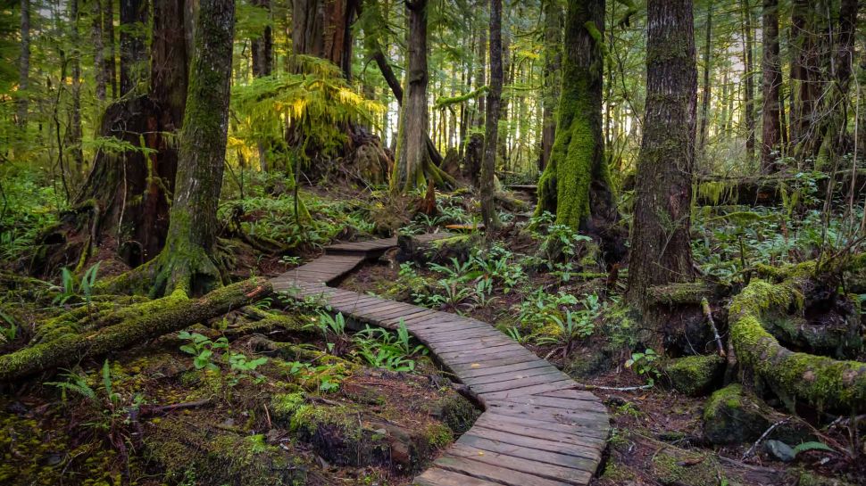 通往肯尼迪湖的木板路，温哥华岛，加拿大不列颠哥伦比亚省 (© EB Adventure Photography/Shutterstock)