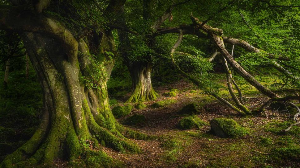 古老山毛榉树，格莱纳里夫森林公园，安特里姆郡，北爱尔兰 (© Dawid K Photography/Shutterstock)