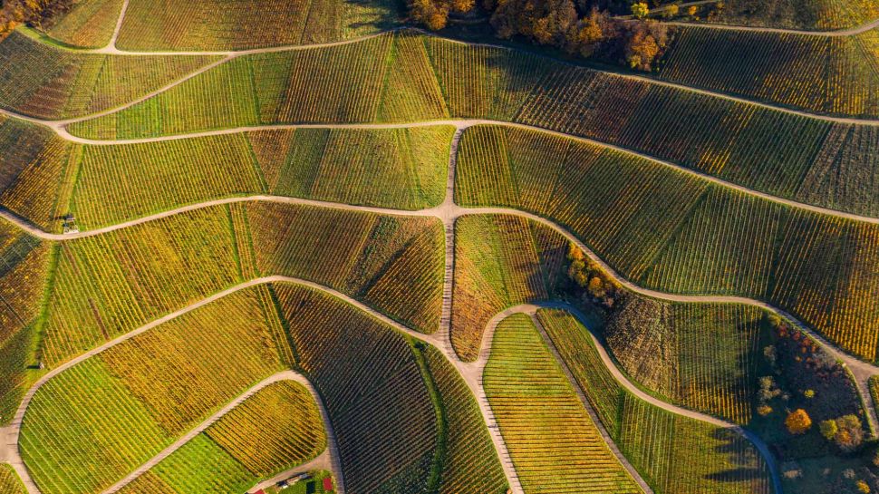 秋季葡萄园的鸟瞰图，瓦恩哈尔特，黑森林，德国 (© Sabine Gerold/Amazing Aerial Agency)