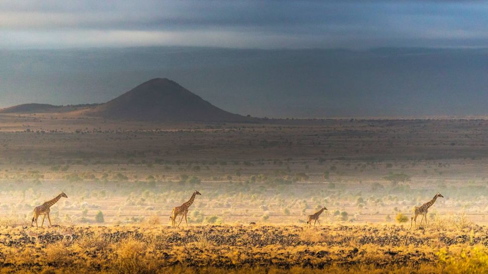 马赛长颈鹿，安波塞利国家公园，肯尼亚 (© Art Wolfe/DanitaDelimont.com)