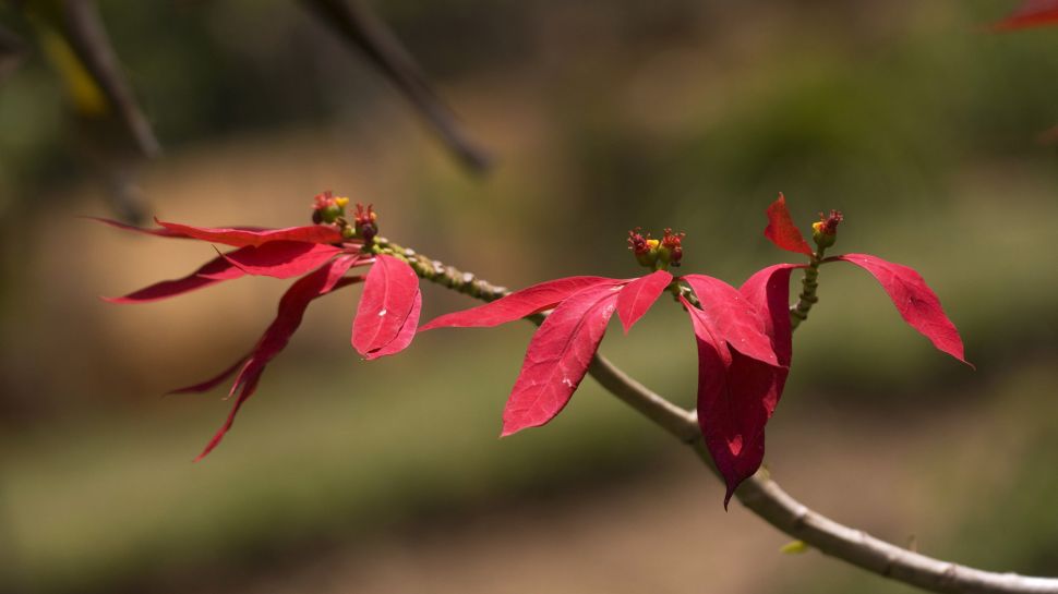 一品红或圣诞花 (© David Hosking/NPL/Minden Pictures)