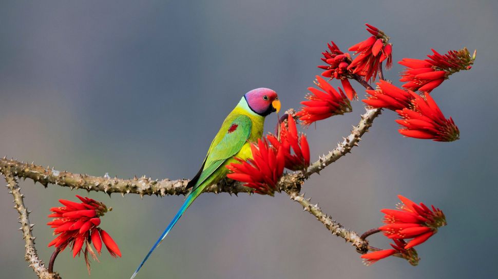 希莫加的紫红头鹦鹉，卡纳塔克邦，印度 (© Hira Punjabi/Alamy Stock Photo)