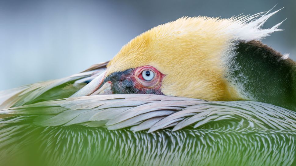 褐鹈鹕，圣地亚哥，加利福尼亚州，美国 (© Arthur Morris/BIRDS AS ART/Getty Images)