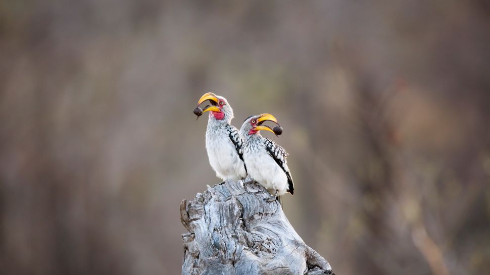 南黄弯嘴犀鸟，克鲁格国家公园 ，南非 (© Richard Du Toit/Minden Pictures)