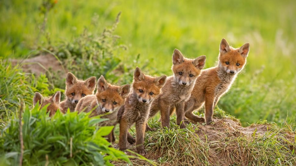 靠近巢穴的红狐幼崽 (© WildMedia/Shutterstock)