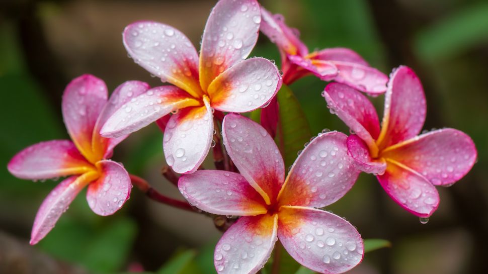 鸡蛋花，夏威夷，美国 (© Miranda Jans/Getty Images)