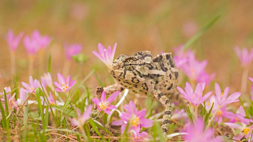 普通变色龙 (© Photostock-Israel/SPL/Getty Images)