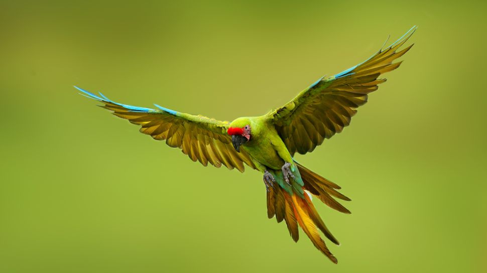 大绿金刚鹦鹉, 墨西哥 (© Ondrej Prosicky/Shutterstock)