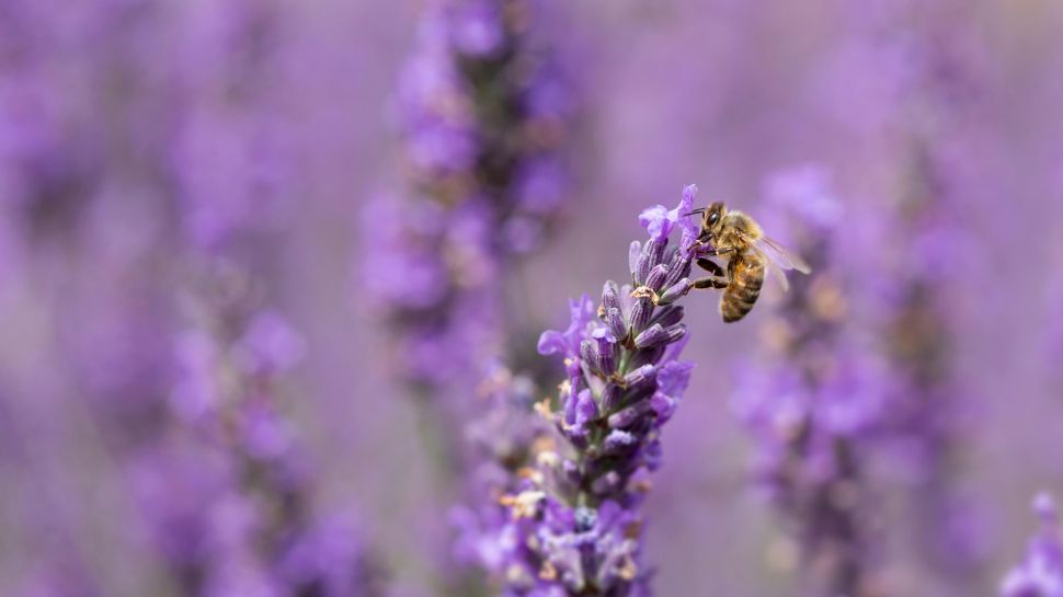 薰衣草上的蜜蜂 (© Anthony Brown/Alamy Stock Photo)