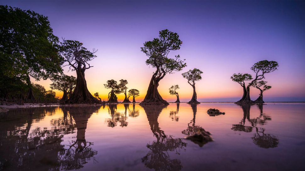 黄昏时的红树林，瓦拉基里海滩，松巴岛，印度尼西亚 (© Boonchet Ch./Getty Images)