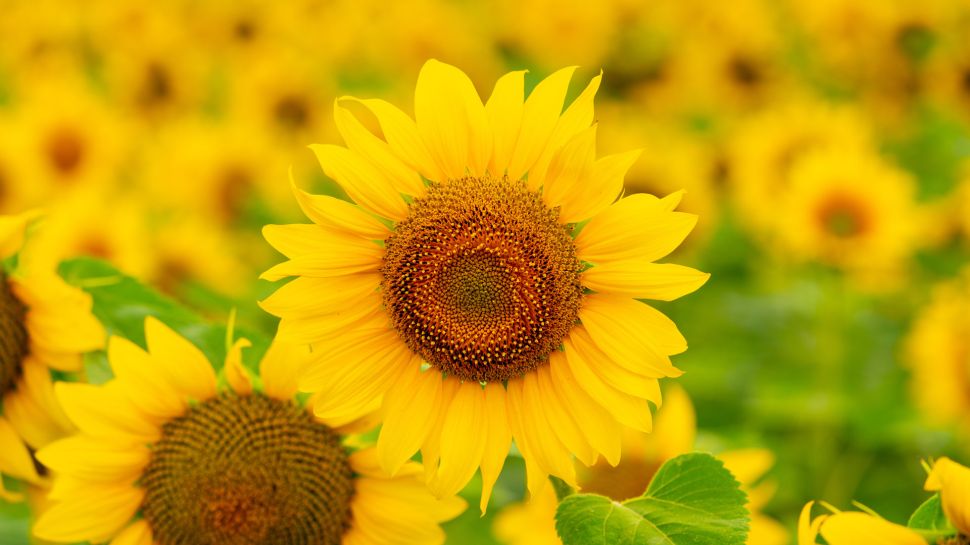 夏天田野里盛开的向日葵 (© Arsgera/Shutterstock)