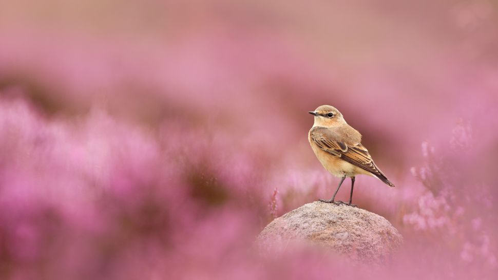 穗䳭和盛开的帚石楠，峰区国家公园，英格兰 (© Ben Hall/Nature Picture Library)