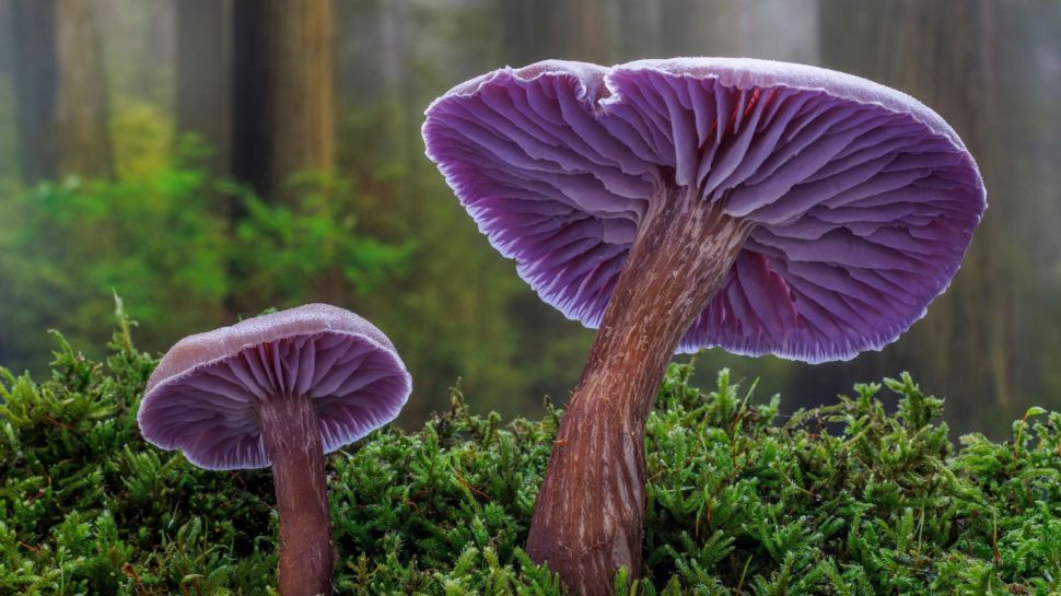 紫蜡蘑，西贝克，华盛顿州，美国 (© Danita Delimont/Shutterstock)