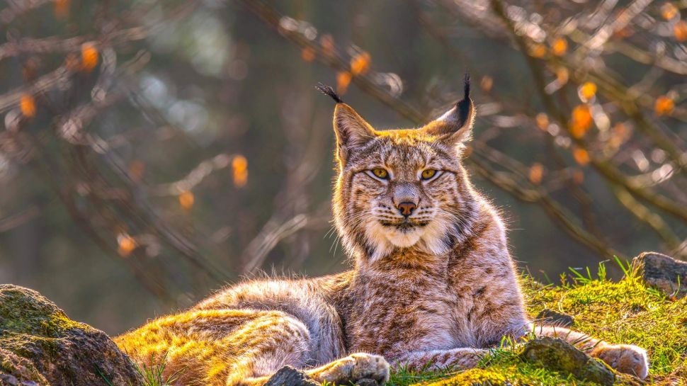 欧亚猞猁，西伯利亚 (© Mario Plechaty Photograph/Shutterstock)