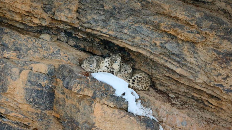 雪豹和她的幼崽, 斯皮提谷, 寒冷沙漠生物圈保护区, 印度 (© Oriol Alamany/naturepl.com)