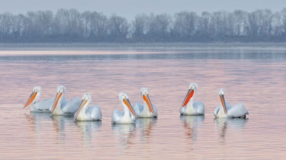 卷羽鹈鹕，凯尔基尼湖，希腊 (© Guy Edwardes/naturepl.com)