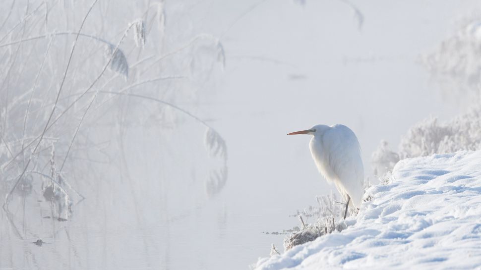 大白鹭，上巴伐利亚州，德国 (© Konrad Wothe/naturepl.com)