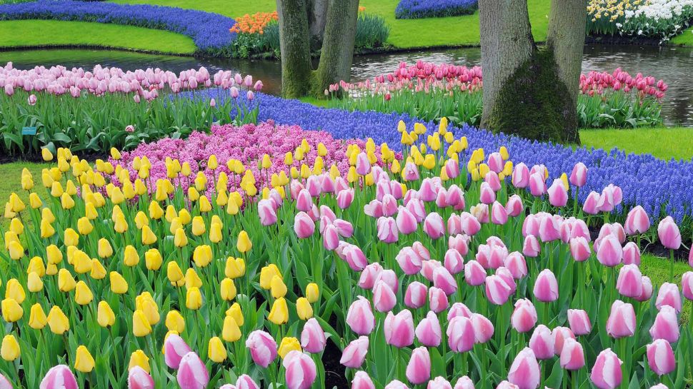 葡萄风信子和郁金香, 库肯霍夫花园, 利塞, 荷兰 (© Martin Ruegner/Getty Images)