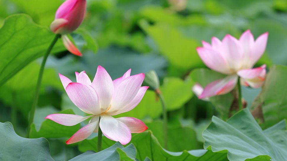 莲花与莲花植株 (© real444/Getty Images)