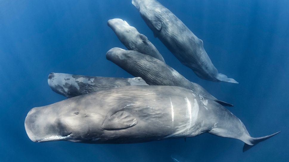 一群抹香鲸, 印度洋 (© Tony Wu/Nature Picture Library)