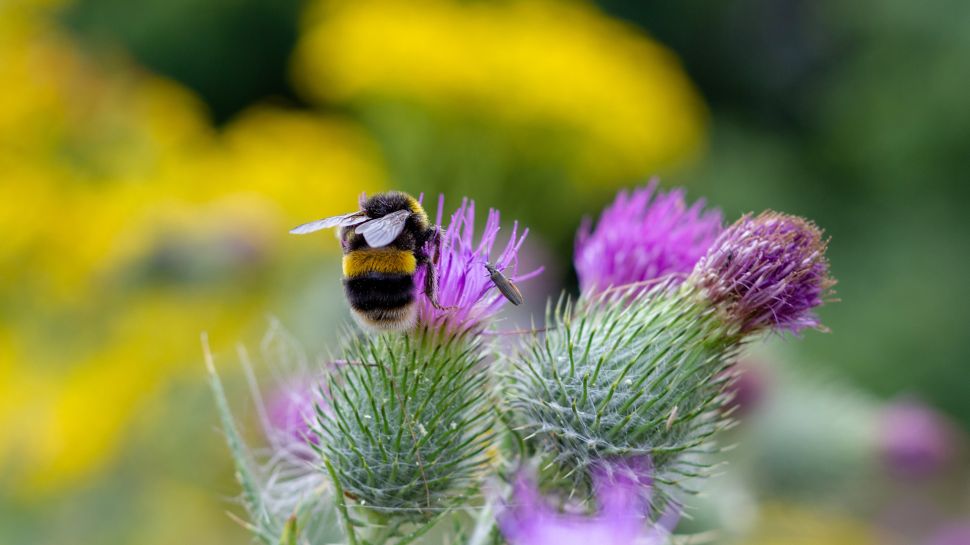 熊蜂在授粉, 伍斯特, 英格兰 (© SimonEastwood87/Shutterstock)