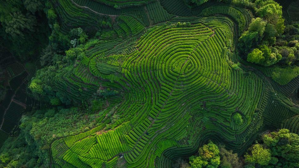 四川省的茶梯田, 中国 (© lzf/Shutterstock)