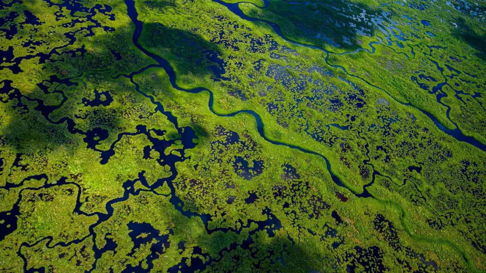 大沼泽地国家公园航拍景观，佛罗里达州，美国 (© Tetra Images/Getty Images)