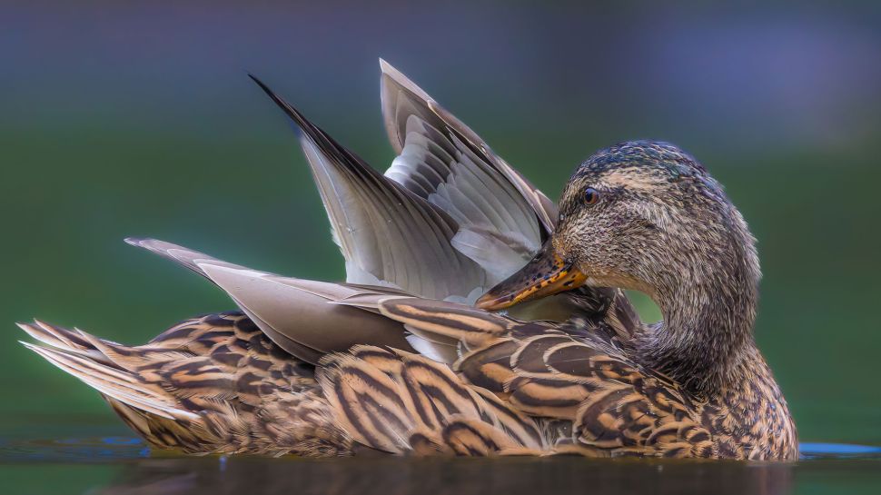绿头鸭 (© Philippe Paternolli/Getty Images)