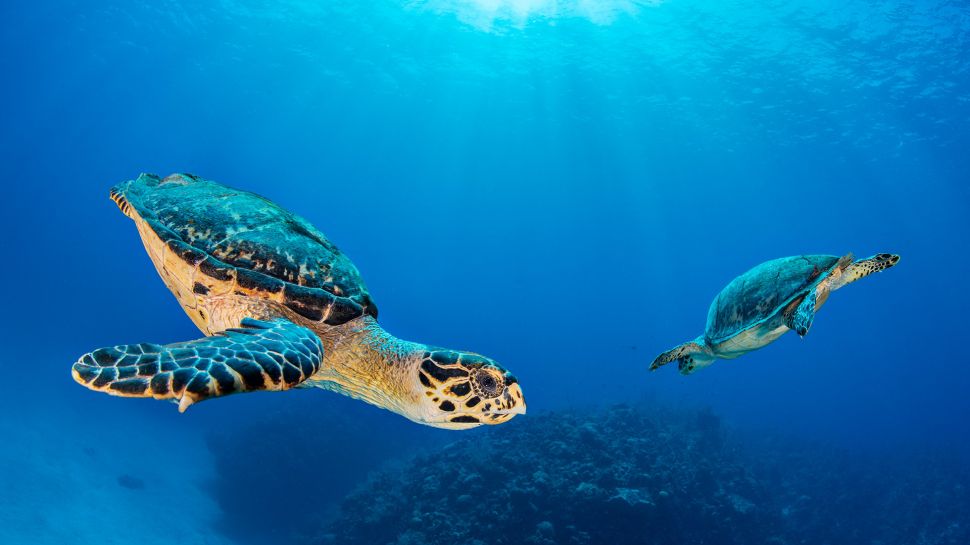 七英里海滩附近的玳瑁海龟伴侣，大开曼岛，开曼群岛 (© Alex Mustard/Nature Picture Library)