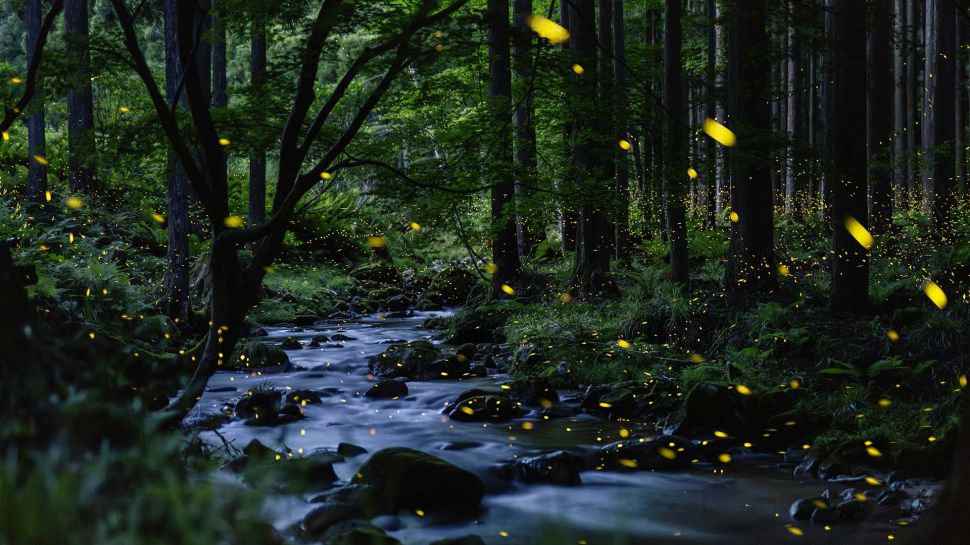 小溪上方的萤火虫，冈山县，日本 (© tdub303/Getty Images)