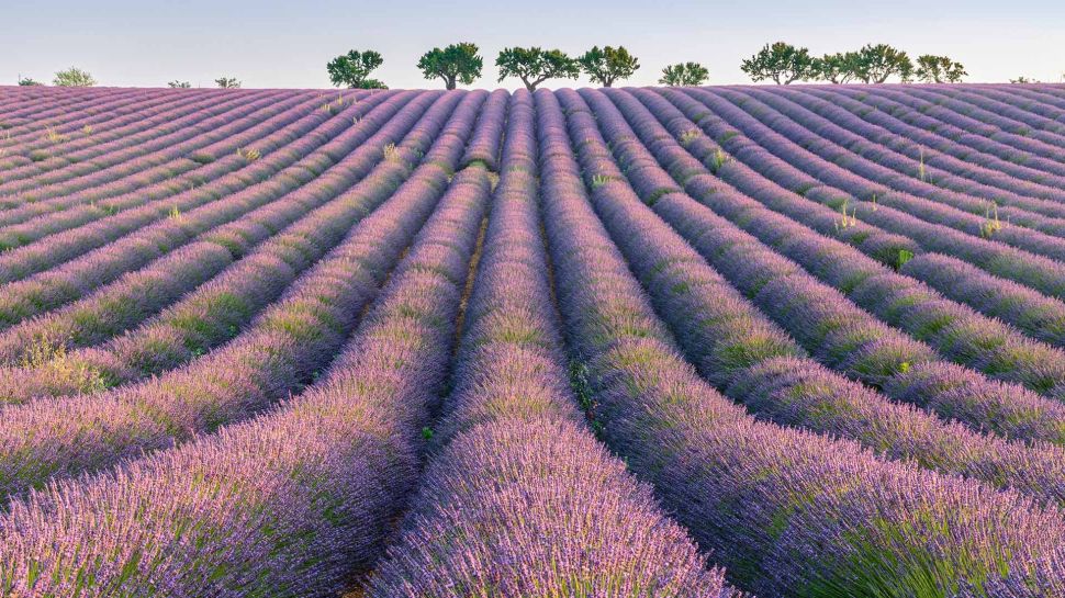 瓦朗索勒高原的薰衣草行，普罗旺斯，法国 (© Robert Harding/Shutterstock)