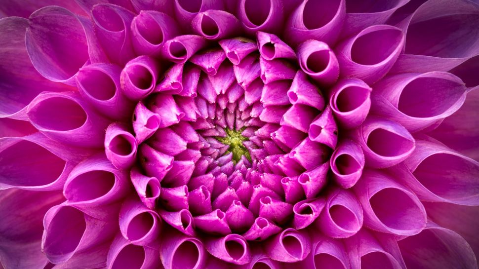 粉红色大丽花 (© Harald Biebel/Getty Images)
