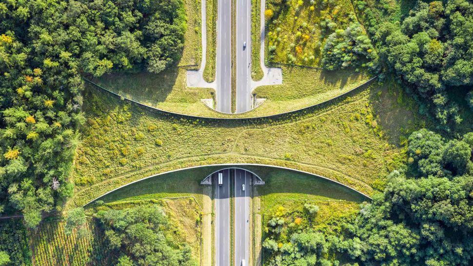 扎克舒夫附近的野生动物通道，波兰 (© bbsferrari/Getty Images)